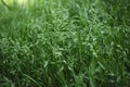 Green grass background pattern.  meadow with green grass Royalty Free Stock Photo