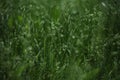 Green grass background pattern.  meadow with green grass Royalty Free Stock Photo