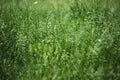 Green grass background pattern.  meadow with green grass Royalty Free Stock Photo