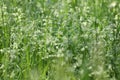 Green grass background pattern.  meadow with green grass Royalty Free Stock Photo