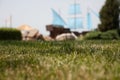 Grass and a sailing ship Royalty Free Stock Photo