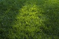Green grass background, selective focus Royalty Free Stock Photo