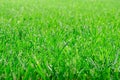 Green grass background. Selective focus, natural texture Royalty Free Stock Photo