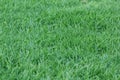 Green Grass background - 1 SEPTEMBER 2017. Royalty Free Stock Photo