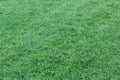 Green Grass background - 1 SEPTEMBER 2017. Royalty Free Stock Photo