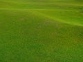 Green grass background