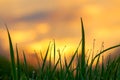 Green grass on background the sky at sunrise Royalty Free Stock Photo