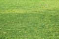 Green grass background stock photo