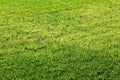 Green grass background stock photo