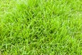 Green grass background texture