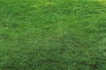 Green grass background texture. Element of design