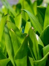 Green grass background texture. Field of fresh green grass texture as a background, top view, horizontal. Royalty Free Stock Photo