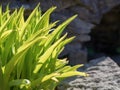 Green grass background texture. Field of fresh green grass texture as a background, top view, horizontal. Royalty Free Stock Photo