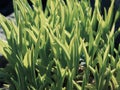 Green grass background texture. Field of fresh green grass texture as a background, top view, horizontal. Royalty Free Stock Photo