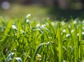 Green grass background texture. Field of fresh green grass texture as a background, top view, horizontal. Royalty Free Stock Photo