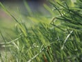 Green grass background texture. Field of fresh green grass texture as a background, top view, horizontal. Artificial green grass t Royalty Free Stock Photo