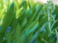 Green grass background texture. Field of fresh green grass texture as a background, top view, horizontal. Artificial green grass t Royalty Free Stock Photo