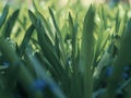 Green grass background texture. Field of fresh green grass texture as a background, top view, horizontal. Royalty Free Stock Photo