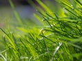 Green grass background texture. Field of fresh green grass texture as a background, top view, horizontal. Royalty Free Stock Photo