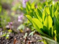 Green grass background texture. Field of fresh green grass texture as a background, top view, horizontal. Royalty Free Stock Photo