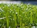 Green grass background texture. Field of fresh green grass texture as a background, top view, horizontal. Royalty Free Stock Photo