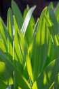 Green grass background texture. Field of fresh green grass texture as a background, top view, horizontal. Royalty Free Stock Photo