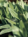 Green grass background texture. Field of fresh green grass texture as a background, top view, horizontal. Royalty Free Stock Photo