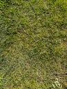 Green grass background texture. Golf or football field. Background and texture of green grass pattern from golf course Royalty Free Stock Photo