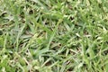 Green grass background texture macro