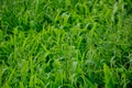 Green grass background