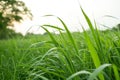 Green grass background texture Royalty Free Stock Photo