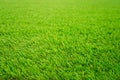 Green grass background texture pattern