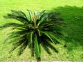 Green grass field background, texture, pattern. Food, court. Royalty Free Stock Photo