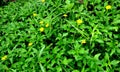 Green grass field background, texture, pattern. Food, court. Royalty Free Stock Photo