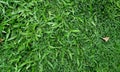 Green grass field background, texture, pattern. Food, court. Royalty Free Stock Photo