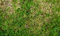 Green grass field background, texture, pattern. Food, court. Royalty Free Stock Photo