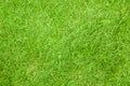 Green grass background texture Royalty Free Stock Photo