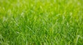 Green grass background, texture, sunny spring day. Close up view Royalty Free Stock Photo