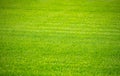 Green grass background, texture, sunny spring day Royalty Free Stock Photo