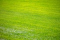 Green grass background, texture, sunny spring day Royalty Free Stock Photo