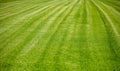 Green grass background, texture, sunny spring day Royalty Free Stock Photo