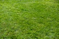 Green grass background, texture, sunny spring day Royalty Free Stock Photo