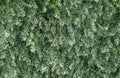 Green grass background texture. Top view Royalty Free Stock Photo