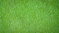 Green grass background texture .top view Royalty Free Stock Photo