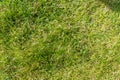 Green grass background texture top view Royalty Free Stock Photo