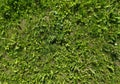 Green grass background texture, Top view of fresh green grass garden Ideal concept used for making green flooring, energy Royalty Free Stock Photo