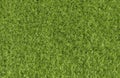 Green grass background texture. Top view Royalty Free Stock Photo