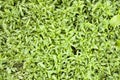 Green grass background texture .top view Royalty Free Stock Photo