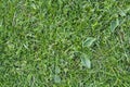 Green grass background and texture. Top view of lawn pattern Royalty Free Stock Photo