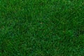 Green grass background texture .top view Royalty Free Stock Photo